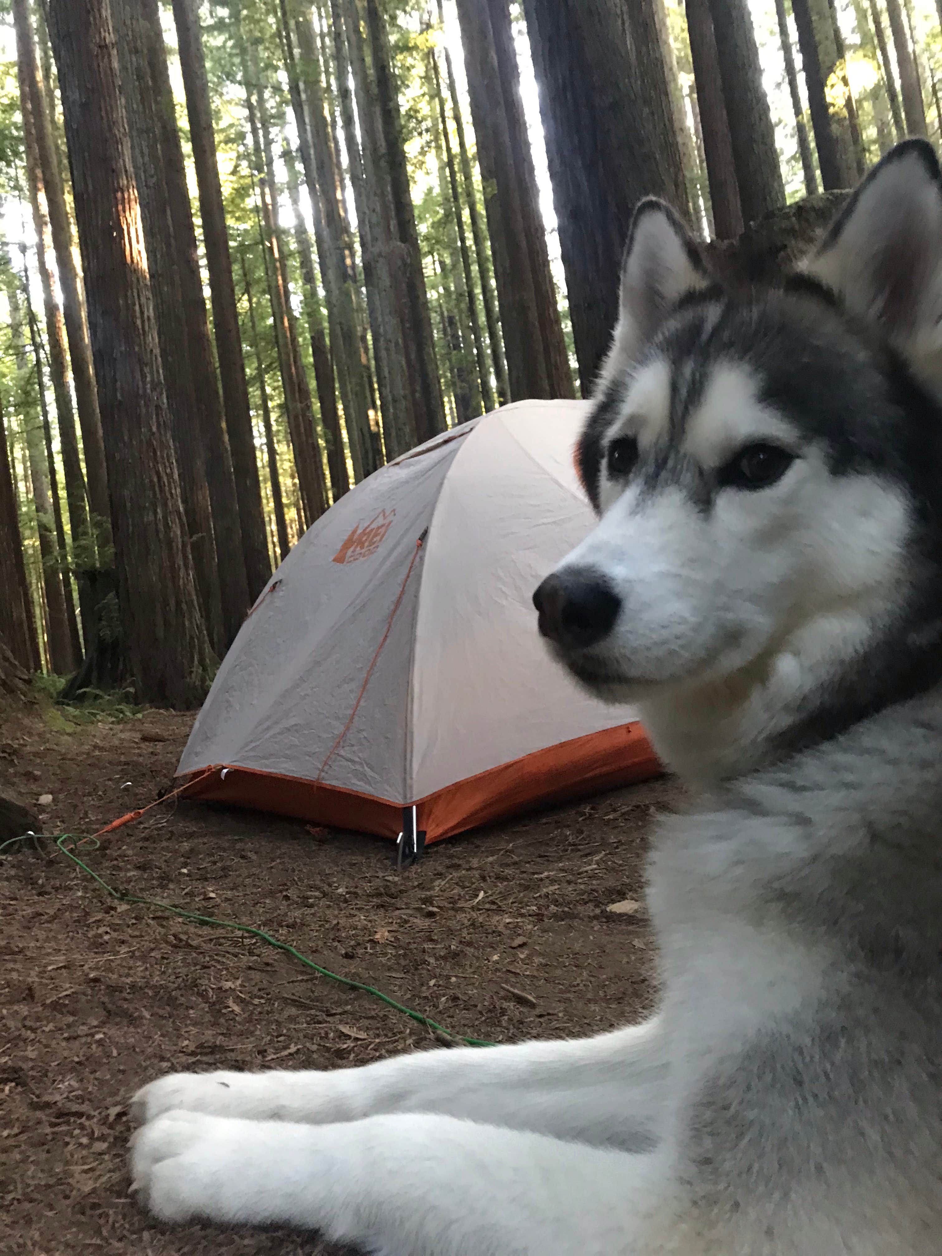 Kaelin P.'s photo of camping with pets at Florence Keller Regional Park near Klamath, CA