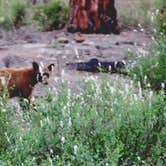 Review photo of Sequoia National Forest Hume Lake Campground by Vania Z., July 21, 2019