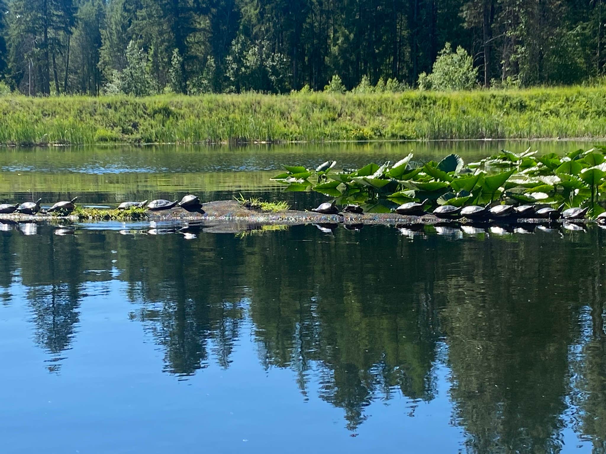 Camper-submitted photo at Hartman's Log Cabin Resort near Coulee Dam, WA