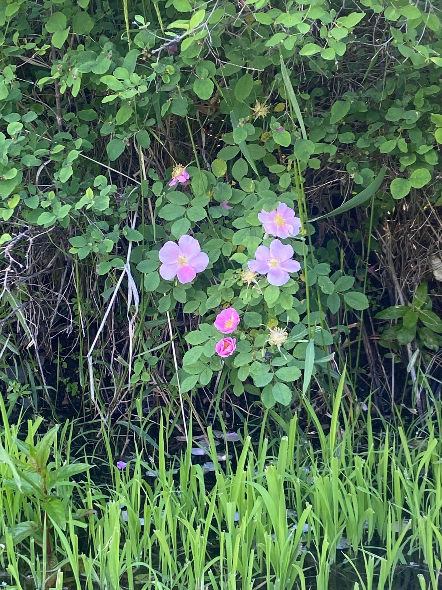 Camper-submitted photo at Hartman's Log Cabin Resort near Coulee Dam, WA