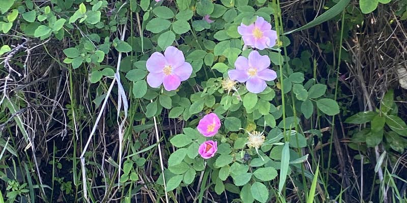 Camper submitted image from Hartman's Log Cabin Resort