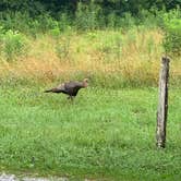 Review photo of Cades Cove Campground by Nate H., July 21, 2019