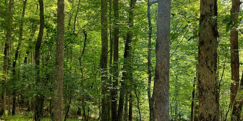 Camper submitted image from Tranquil Highlands Campground