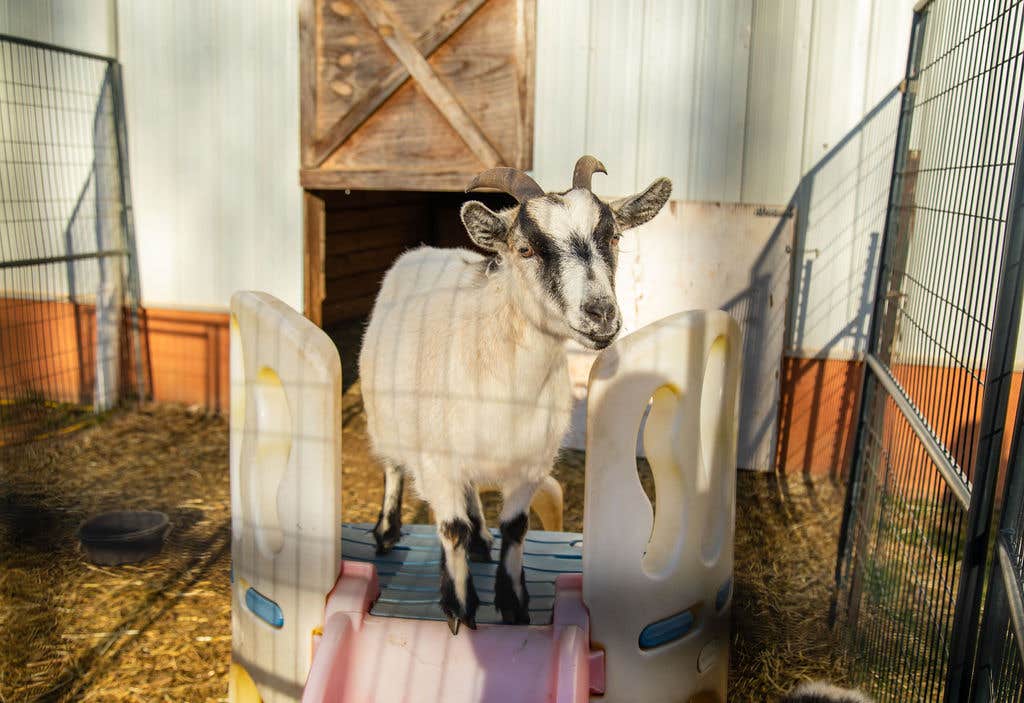 Camper-submitted photo at The Glamper at White Oak Stables near Fleetwood, NC