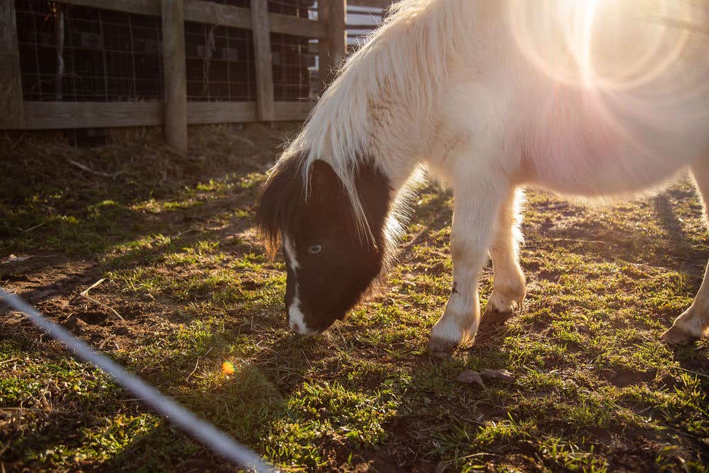 Camper-submitted photo at The Glamper at White Oak Stables near Fleetwood, NC