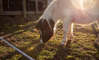 Jessica B.'s photo of camping with a horse at The Glamper at White Oak Stables in North Carolina