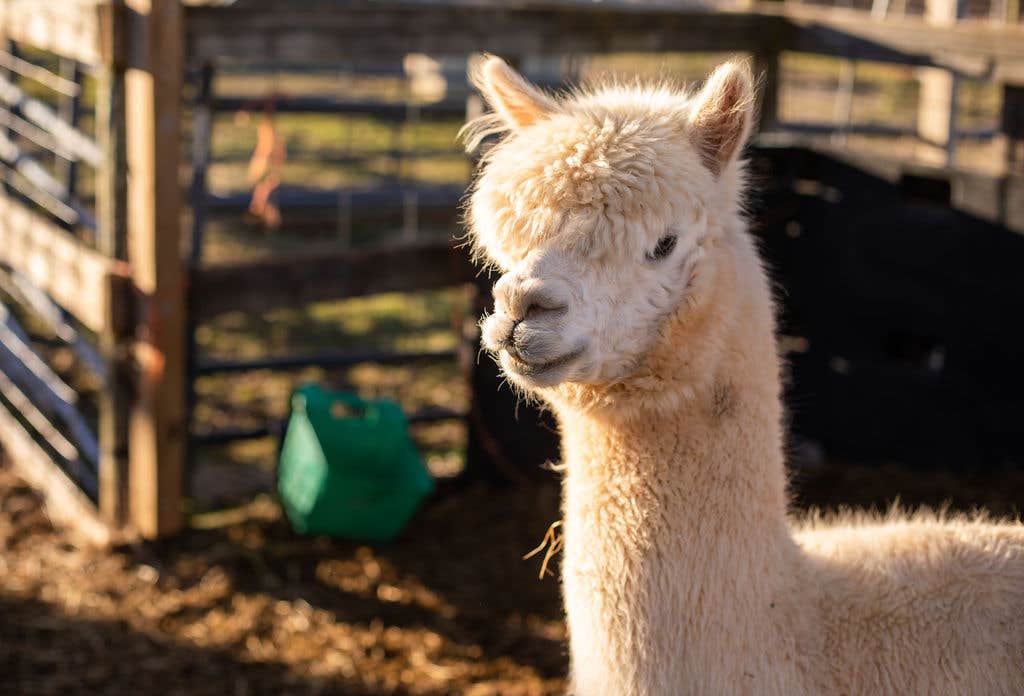 Camper-submitted photo at The Glamper at White Oak Stables near Fleetwood, NC