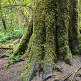 Review photo of Hoh Campground — Olympic National Park by Shari  G., April 11, 2025