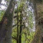 Review photo of Hoh Campground — Olympic National Park by Shari  G., April 11, 2025