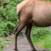 Review photo of Hoh Campground — Olympic National Park by Shari  G., April 11, 2025
