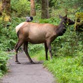 Review photo of Hoh Campground — Olympic National Park by Shari  G., April 11, 2025