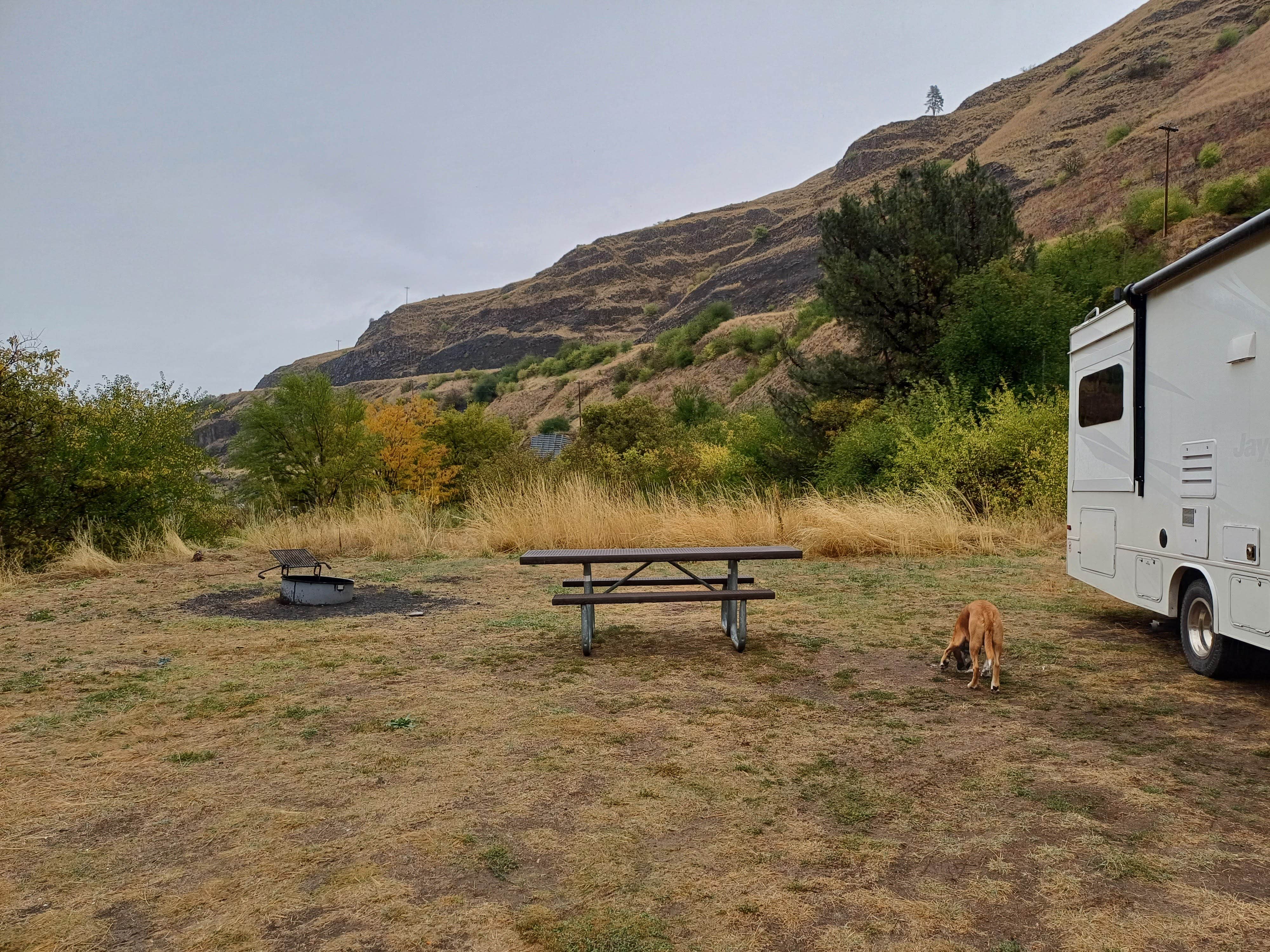 Laura M.'s photo of camping with pets at Pealy Loop Recreation Site Dispersed near Grangeville, ID