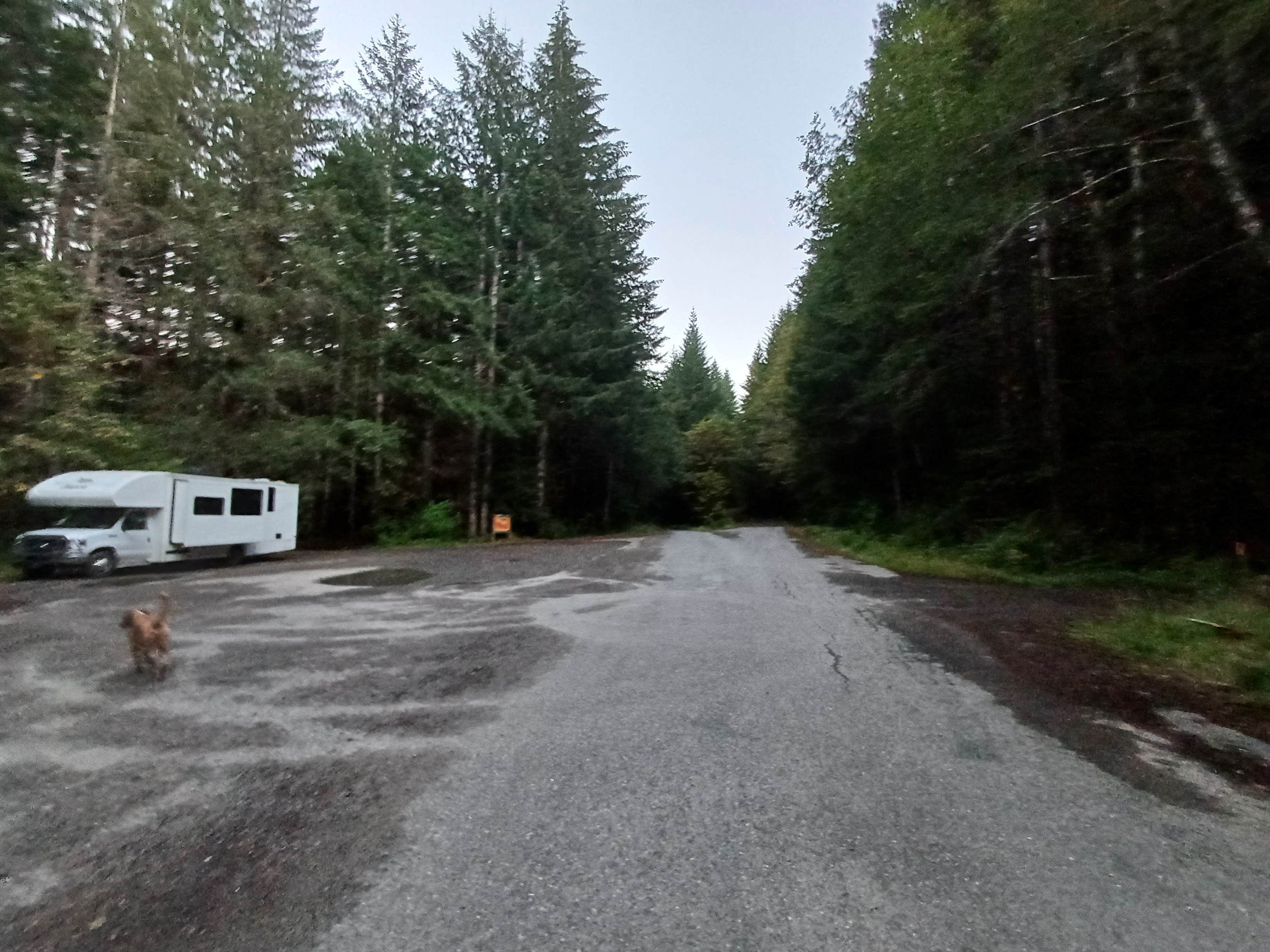 Laura M.'s photo of camping with pets at FS-2918 Dispersed Site near Forks, WA