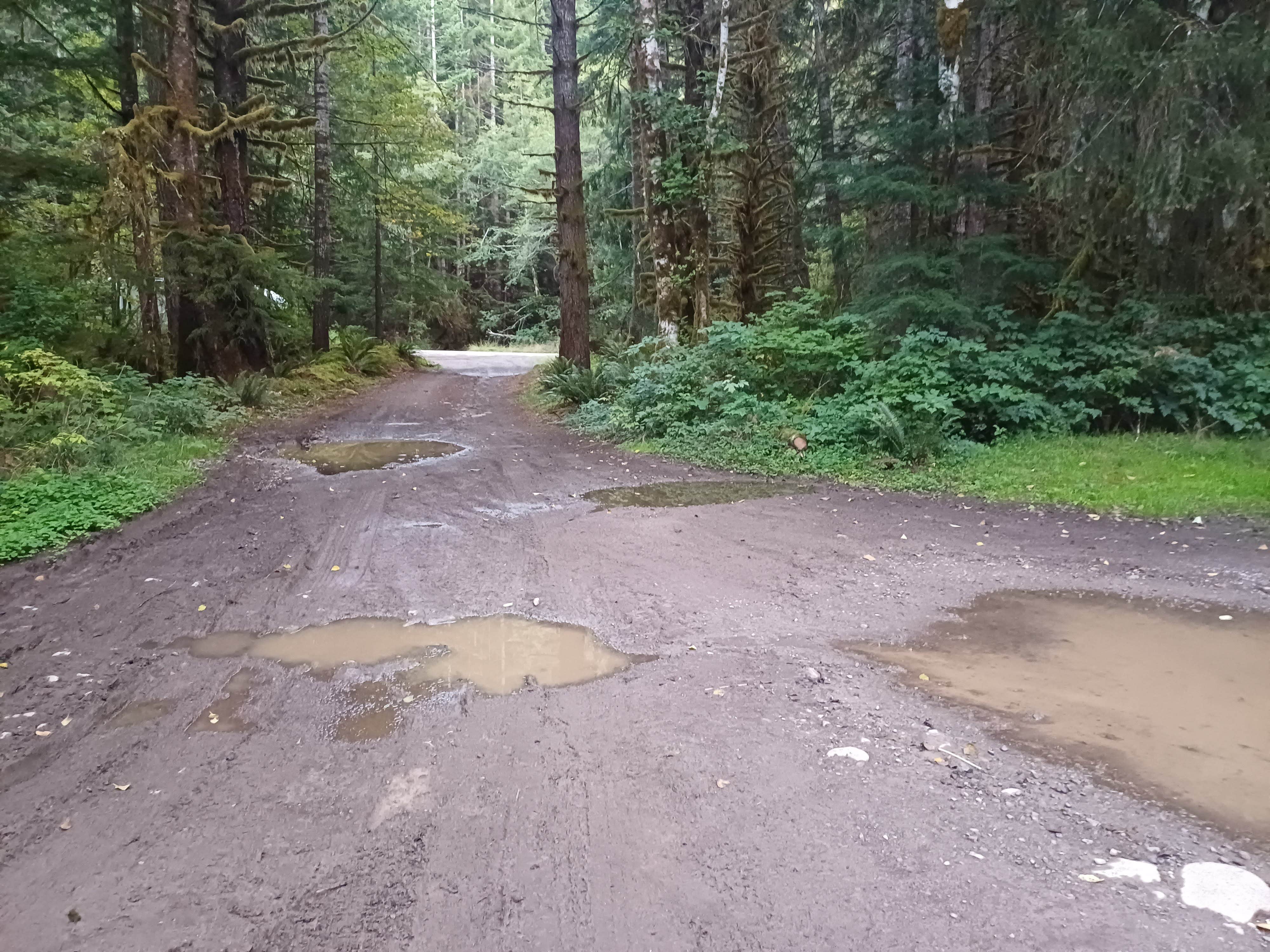 Camper-submitted photo at FS-2918 Dispersed Site near Forks, WA