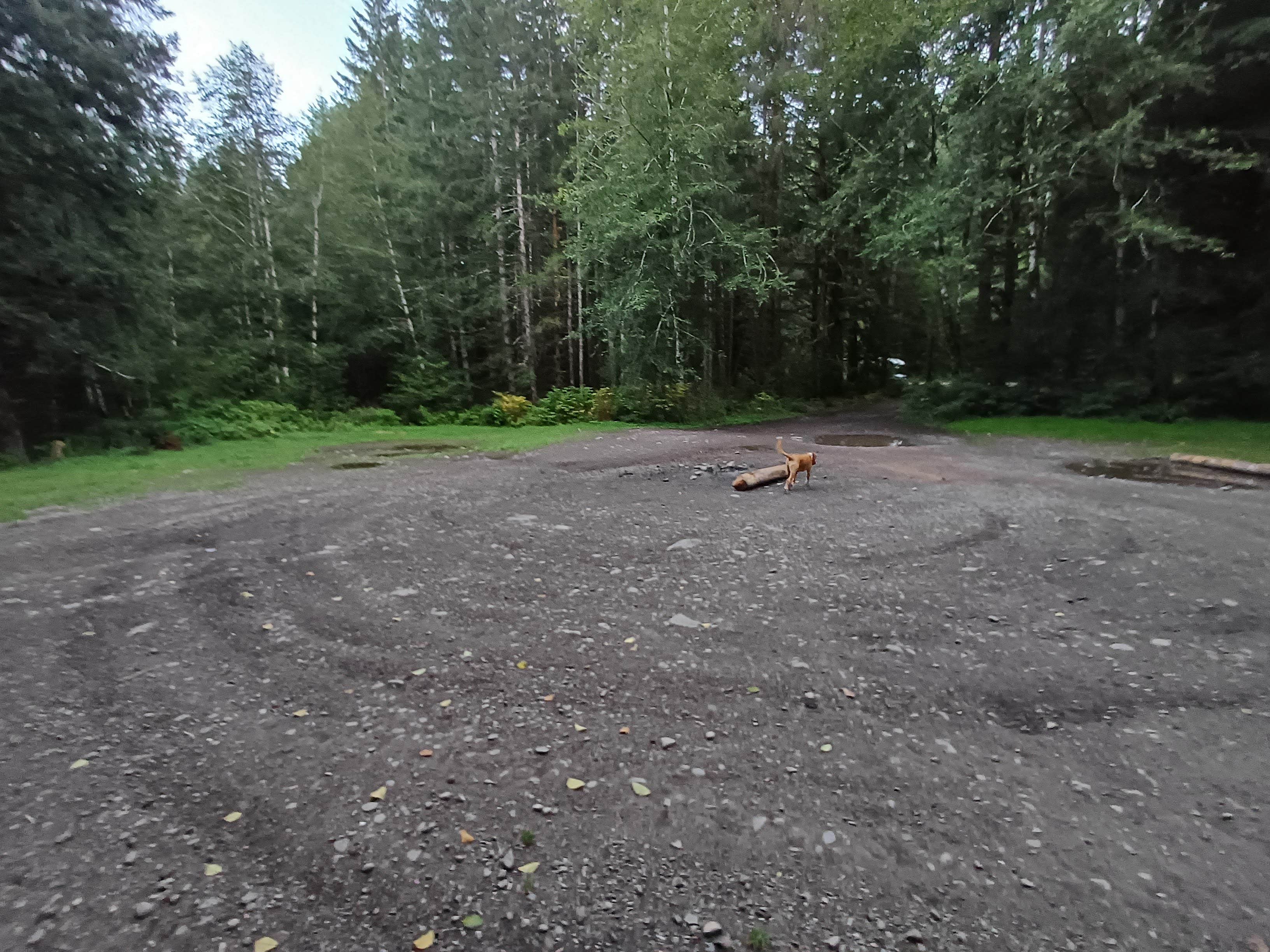 Laura M.'s photo of camping with pets at FS-2918 Dispersed Site near Olympic National Park