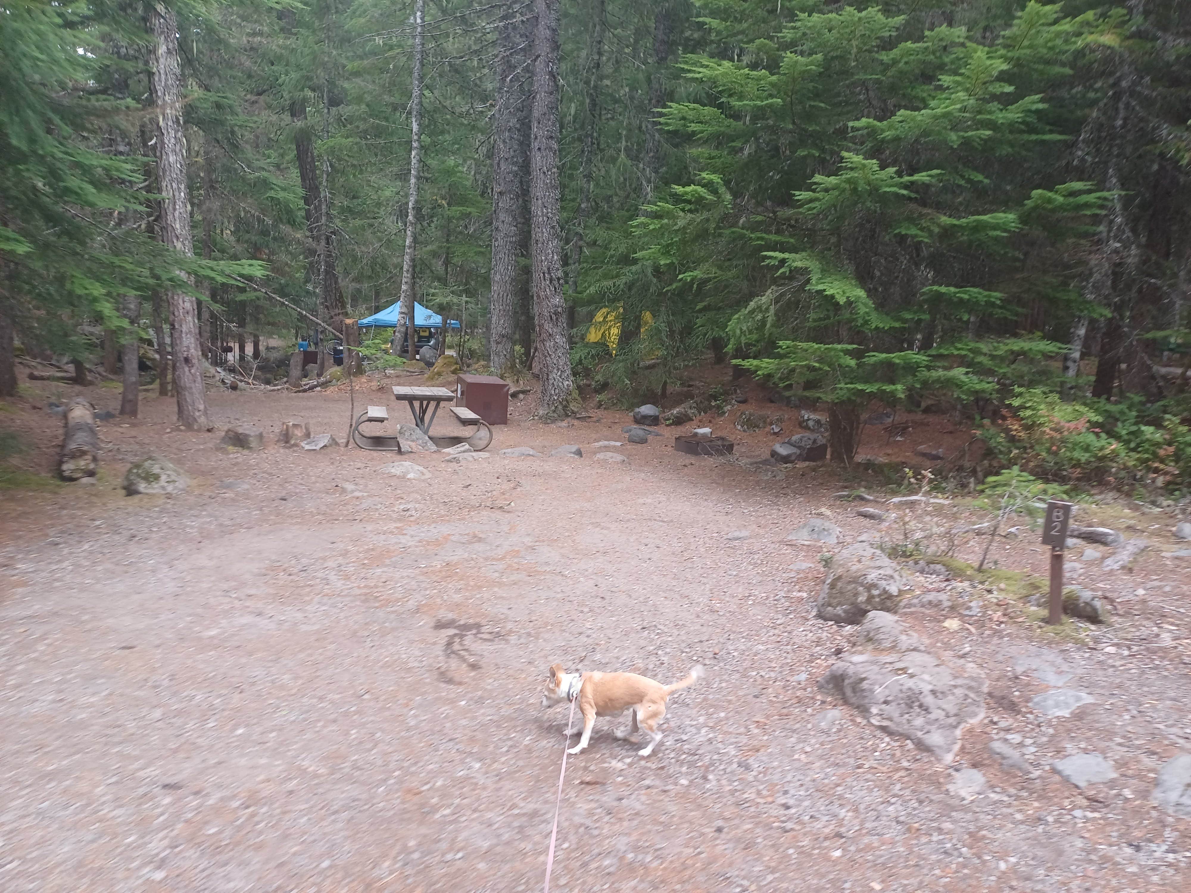 Laura M.'s photo at Cougar Rock Campground — Mount Rainier National Park near Longmire, WA