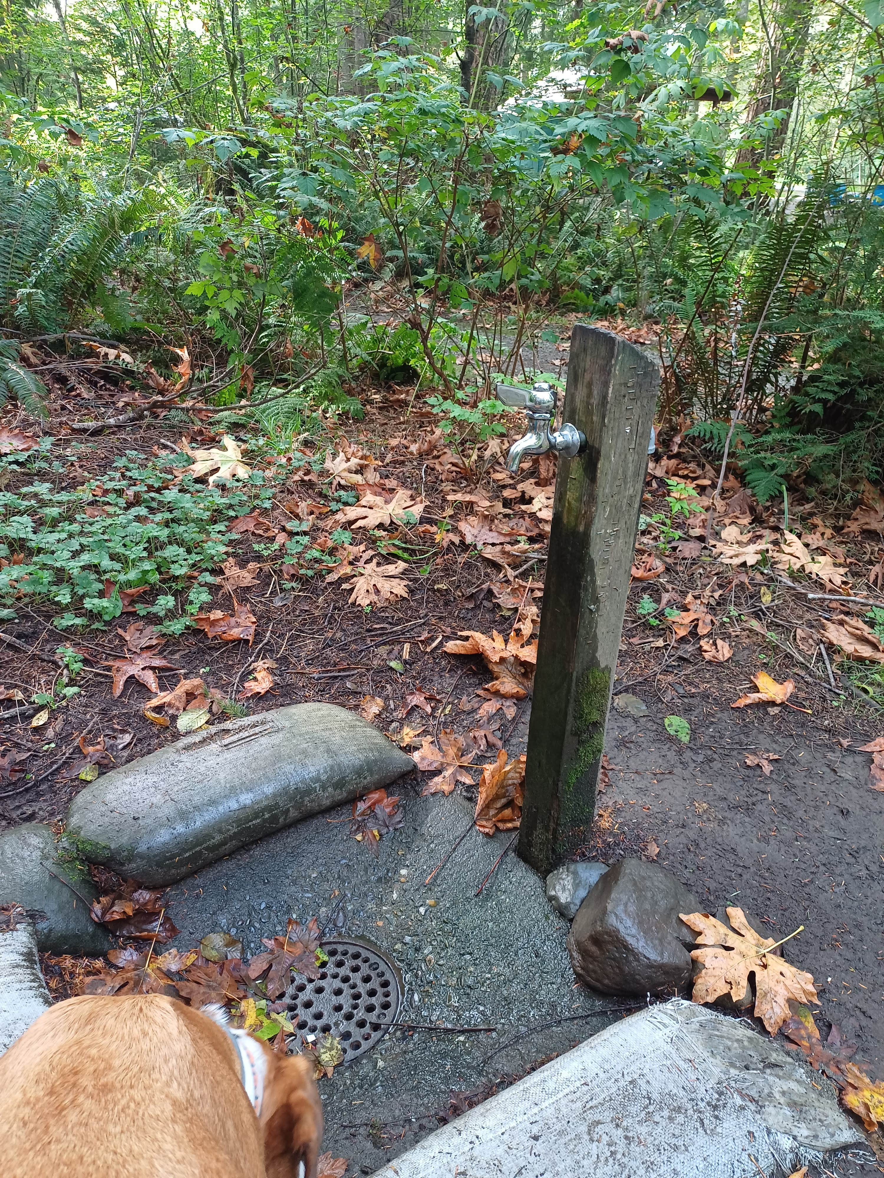 Laura M.'s photo of camping with pets at Kanaskat-Palmer State Park near Bellevue, WA