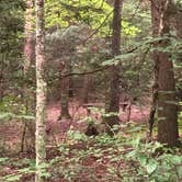 Review photo of Lilly Pad Campground by Lori H., July 21, 2019