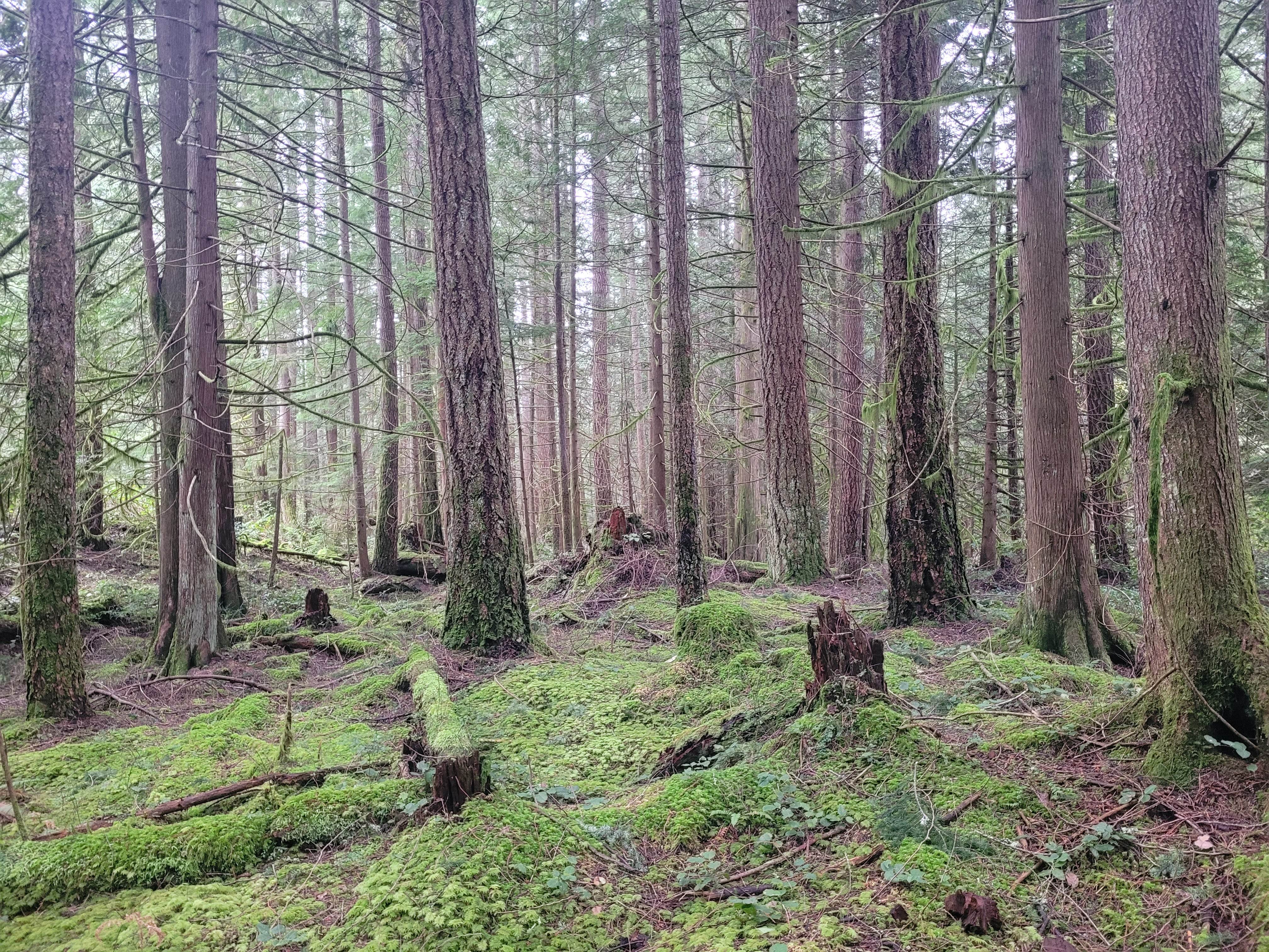 Camping near Pacific Palms RV Resort: Gibsons RV park and Campground, Point Roberts, Washington