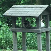 Review photo of Clifty Falls State Park Campground by Aaron N., July 21, 2019