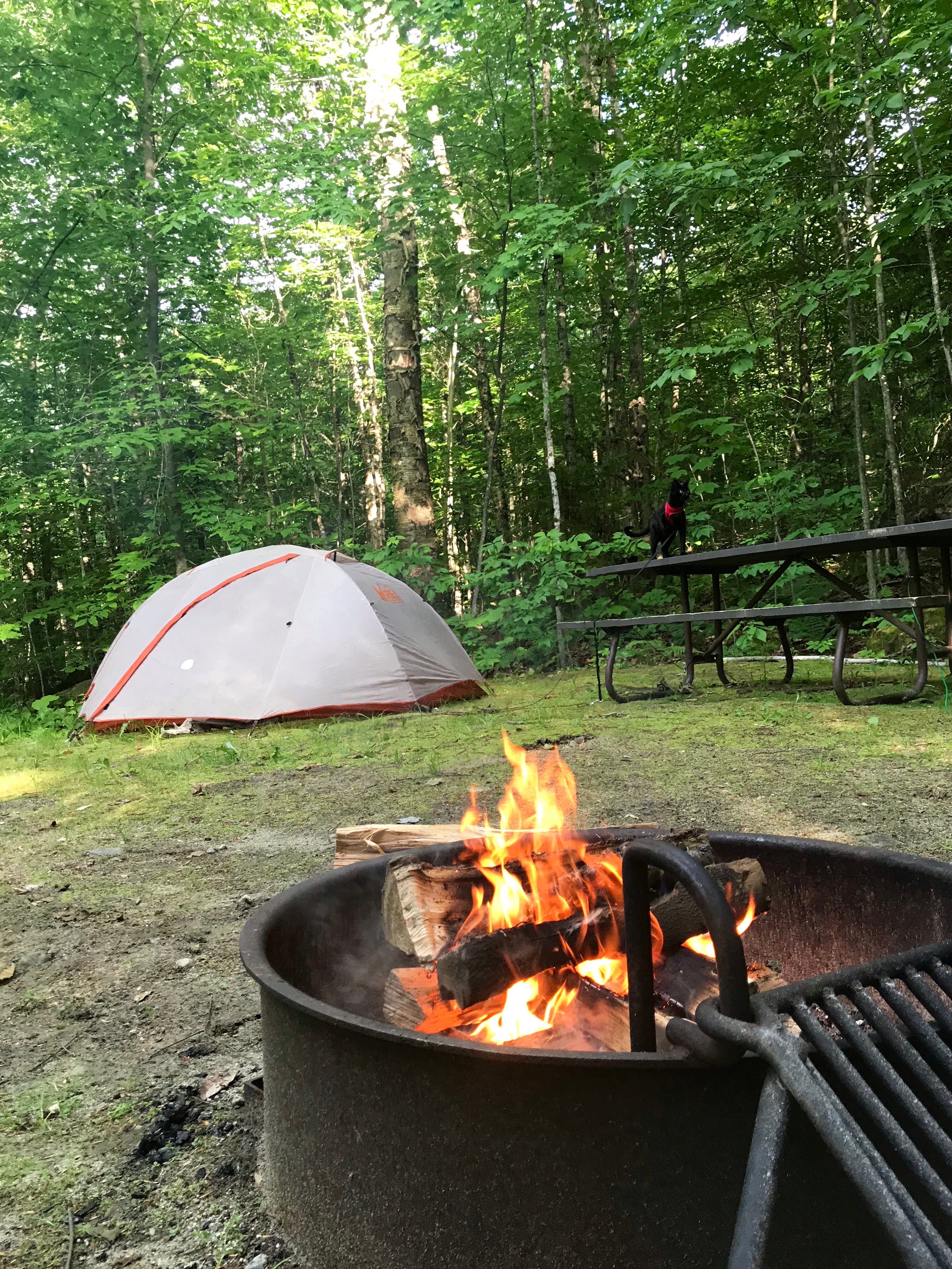 Camper submitted image from Maidstone State Park — Maidstone State Forest - 3
