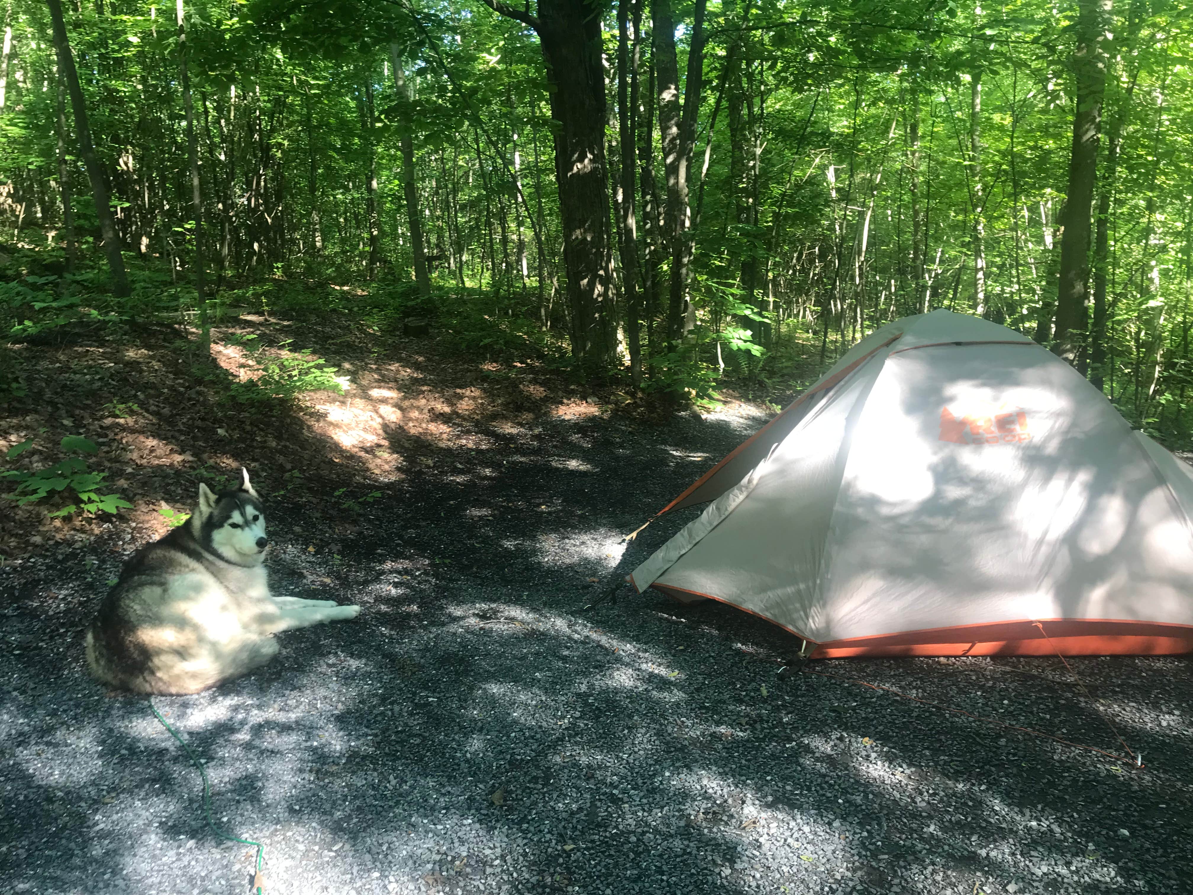Kaelin P.'s photo of tent camping at Mount Philo State Park Campground near Eden Mills, VT