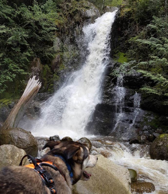 dong W.'s photo of camping with pets at Gibsons RV park and Campground near Point Roberts, WA