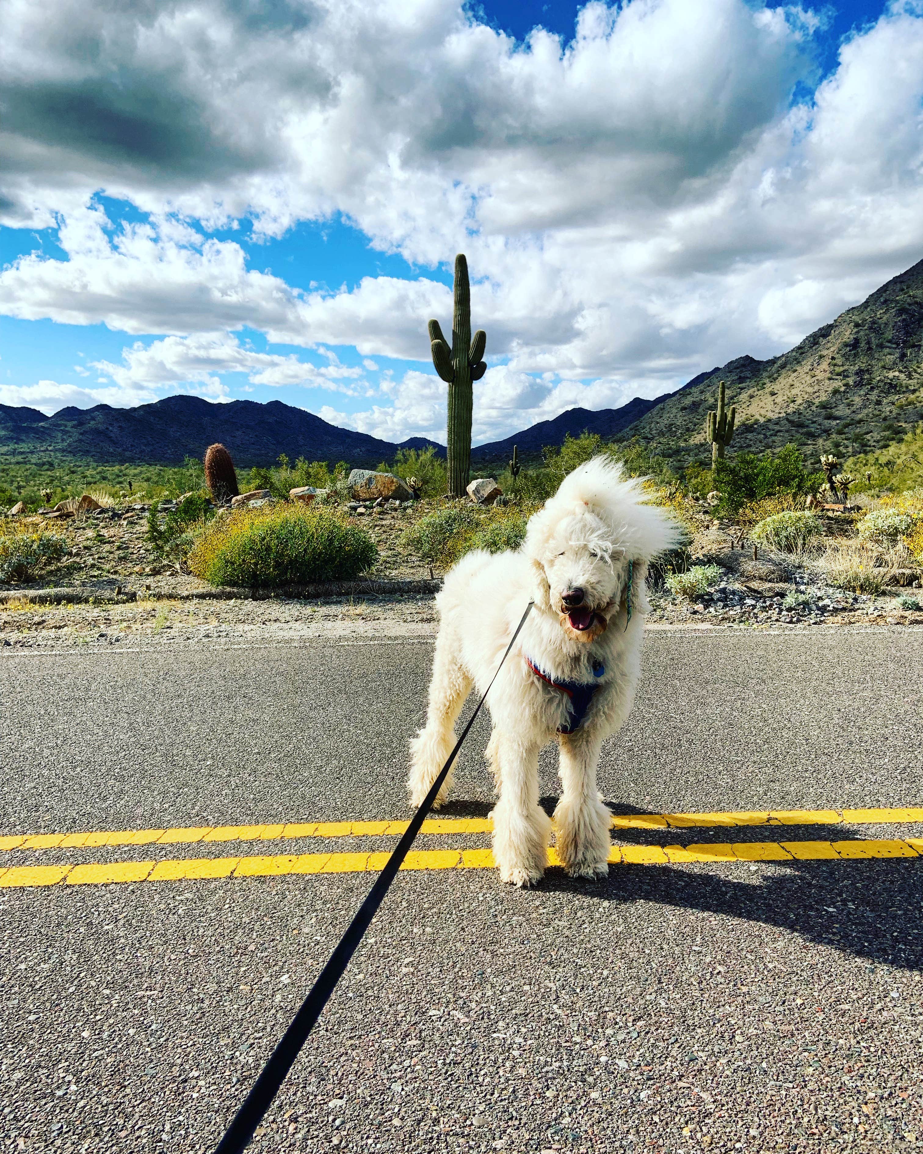Michelle W.'s photo of camping with pets at White Tank Mountain near Wickenburg, AZ
