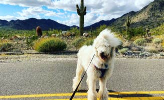 Michelle W.'s photo of camping with pets at White Tank Mountain near Sun City West, AZ