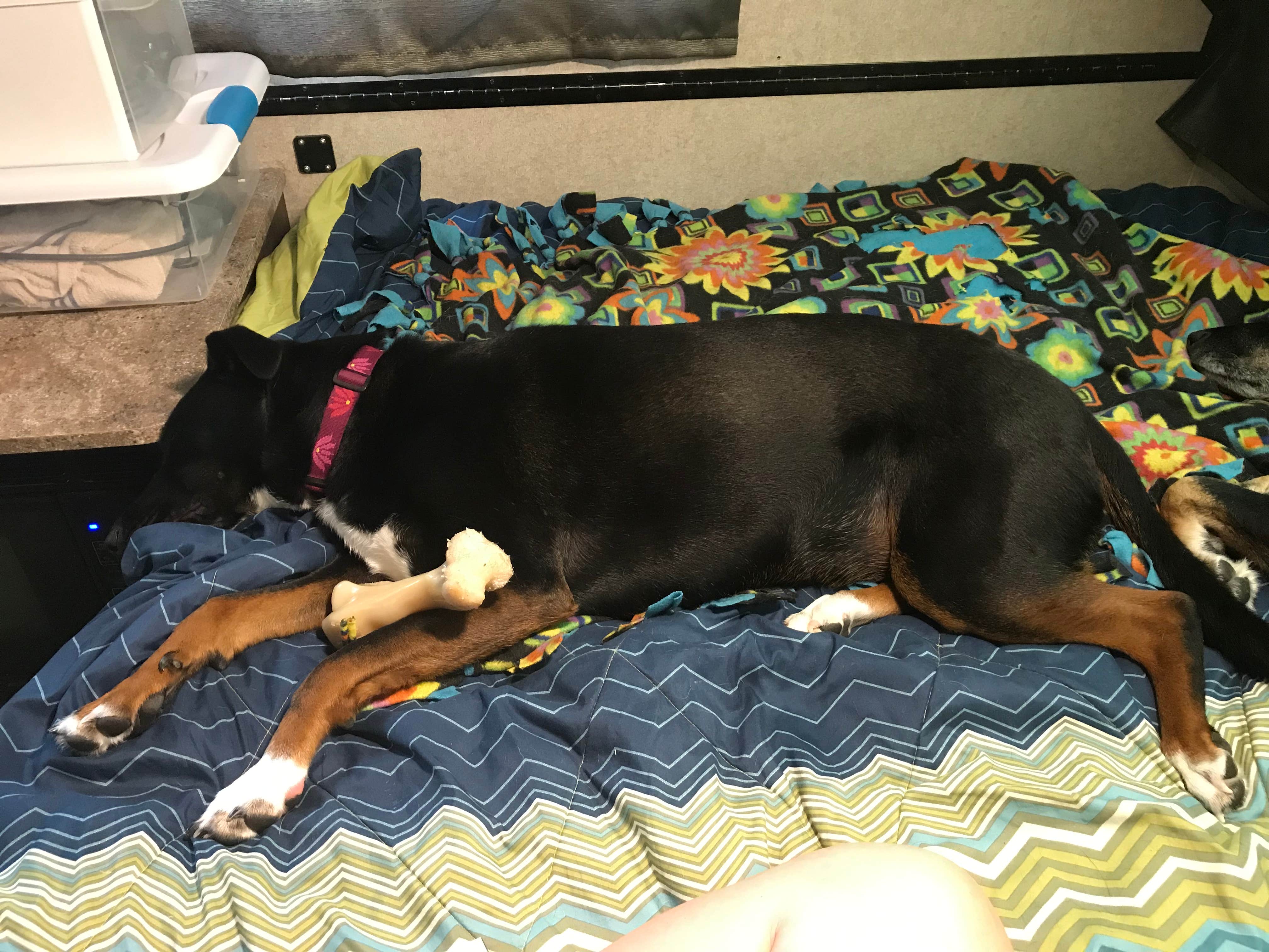 Shannon G.'s photo of glamping accommodations at West Branch State Park Campground near Beachwood, OH