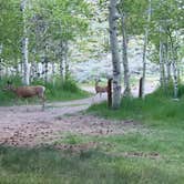 Review photo of Lundy Canyon Campground by Rob W., July 15, 2019