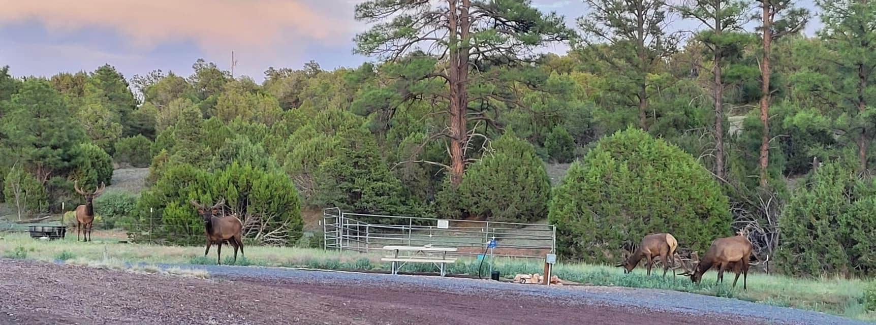 Camping near Snowflake Arizona RV Park: 3 Dog Ranch in Linden, Show Low, Arizona