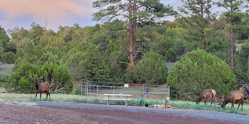 Camper submitted image from 3 Dog Ranch in Linden