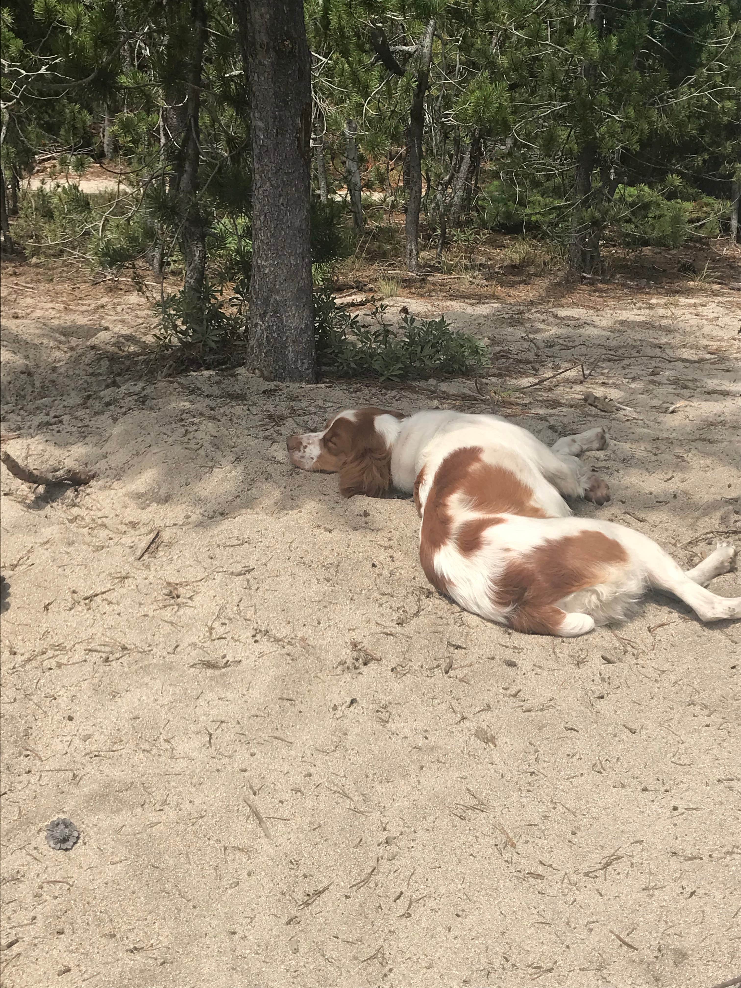 Easton S.'s photo of camping with pets at Peninsula Campground — Ponderosa State Park near Payette National Forest