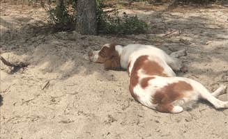 Easton S.'s photo of camping with pets at Peninsula Campground — Ponderosa State Park near Payette National Forest