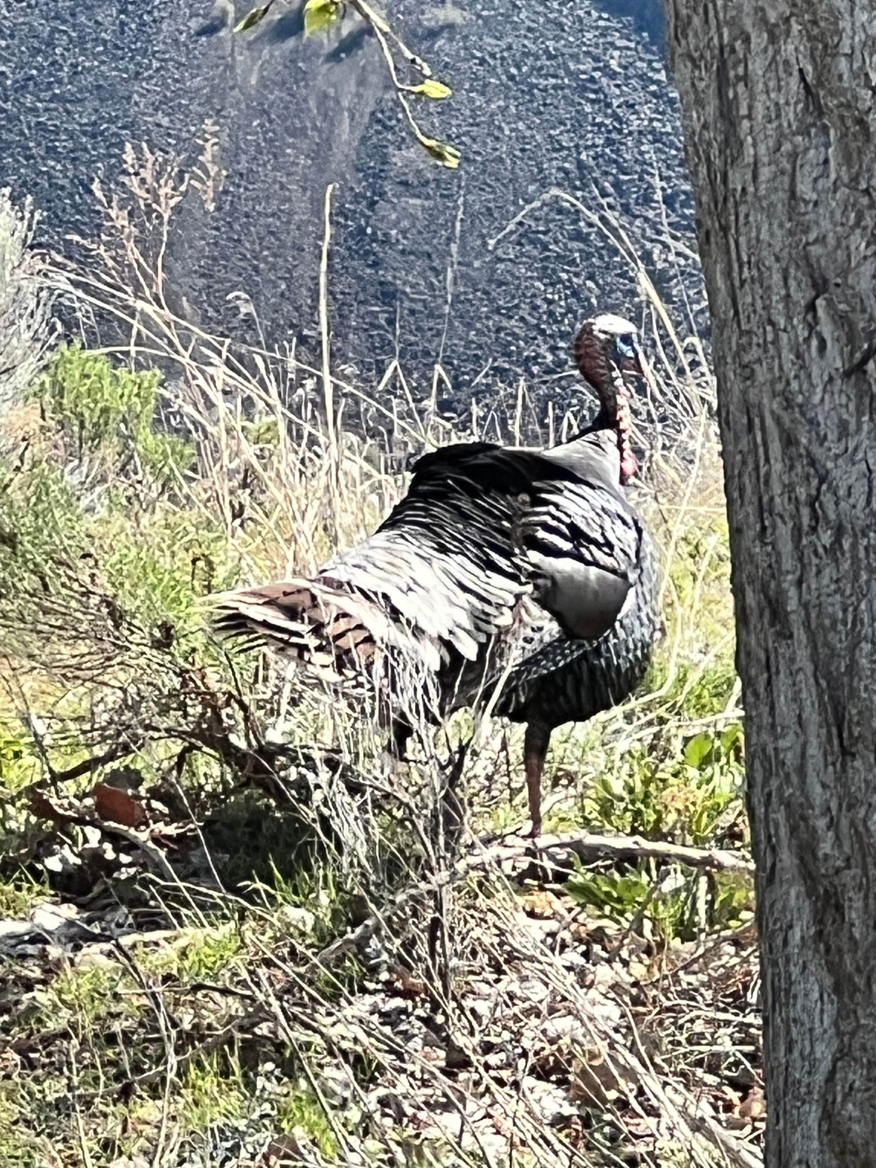 Camper-submitted photo at Steamboat Lake Campground near Trout Lake, WA