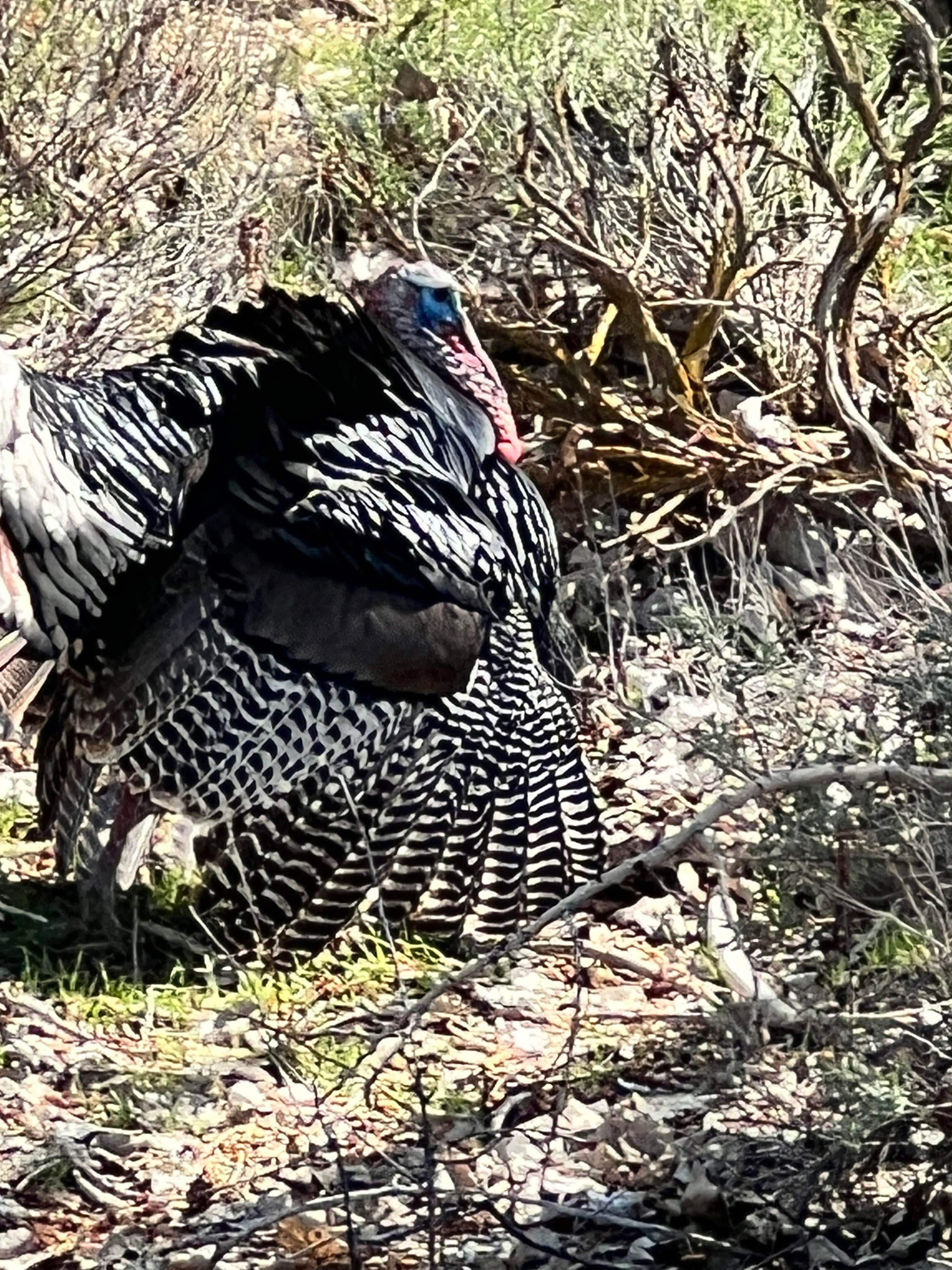 Camper-submitted photo at Steamboat Lake Campground near Trout Lake, WA