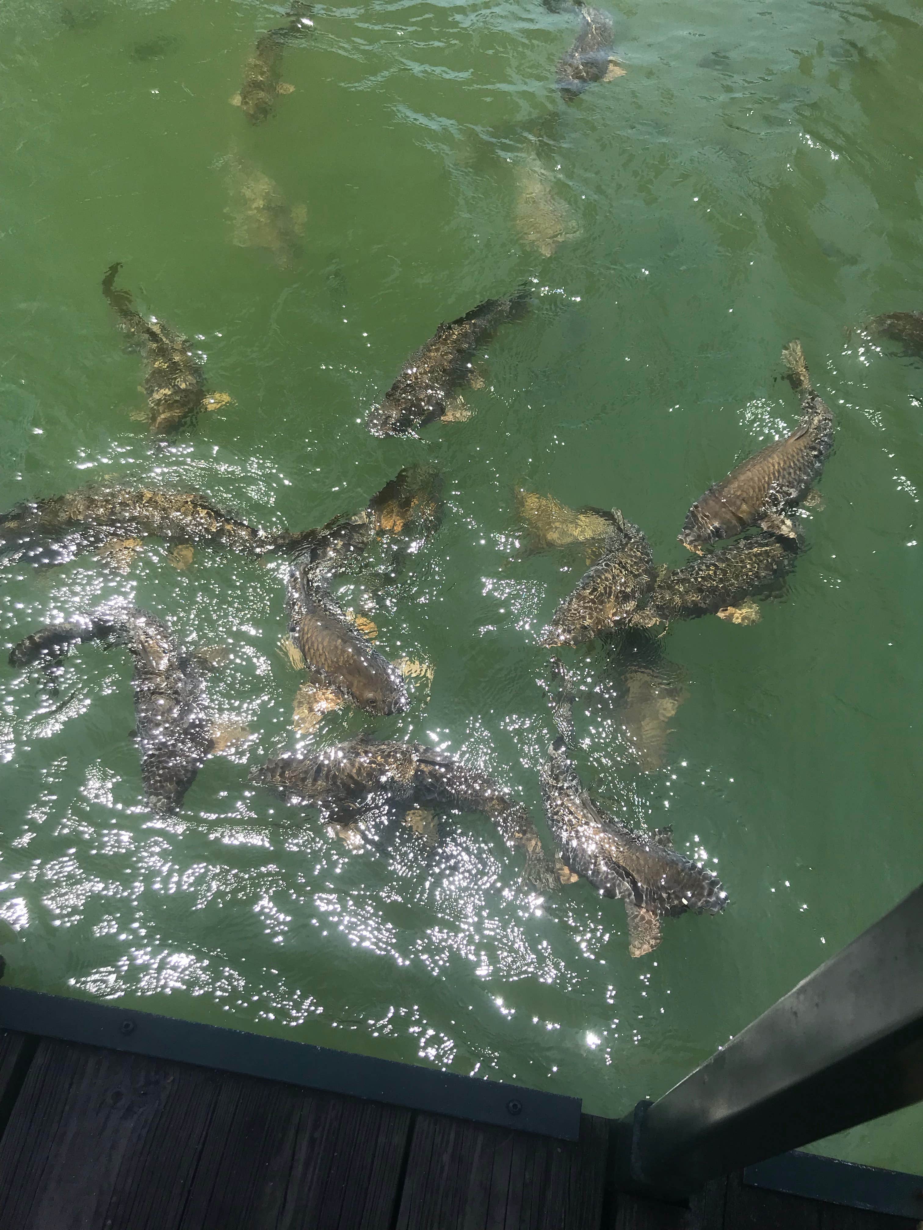 Camper-submitted photo at Crooked Creek RV Park & Marina near Hartwell, GA