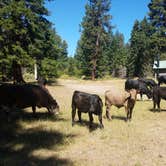 Review photo of Indian Camp Campground by Jess G., July 22, 2019