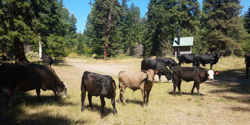 Camper submitted image from Indian Camp Campground