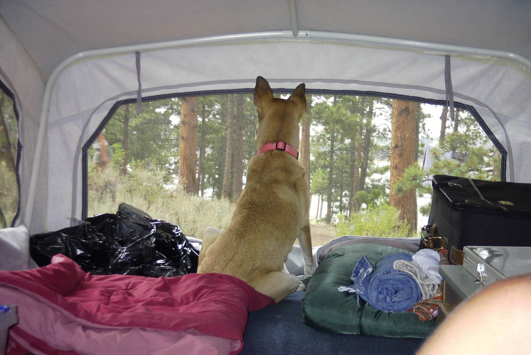 Mark L.'s photo of camping with pets at Dowdy Lake Campground near Livermore, CO