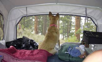 Mark L.'s photo of camping with pets at Dowdy Lake Campground near Livermore, CO