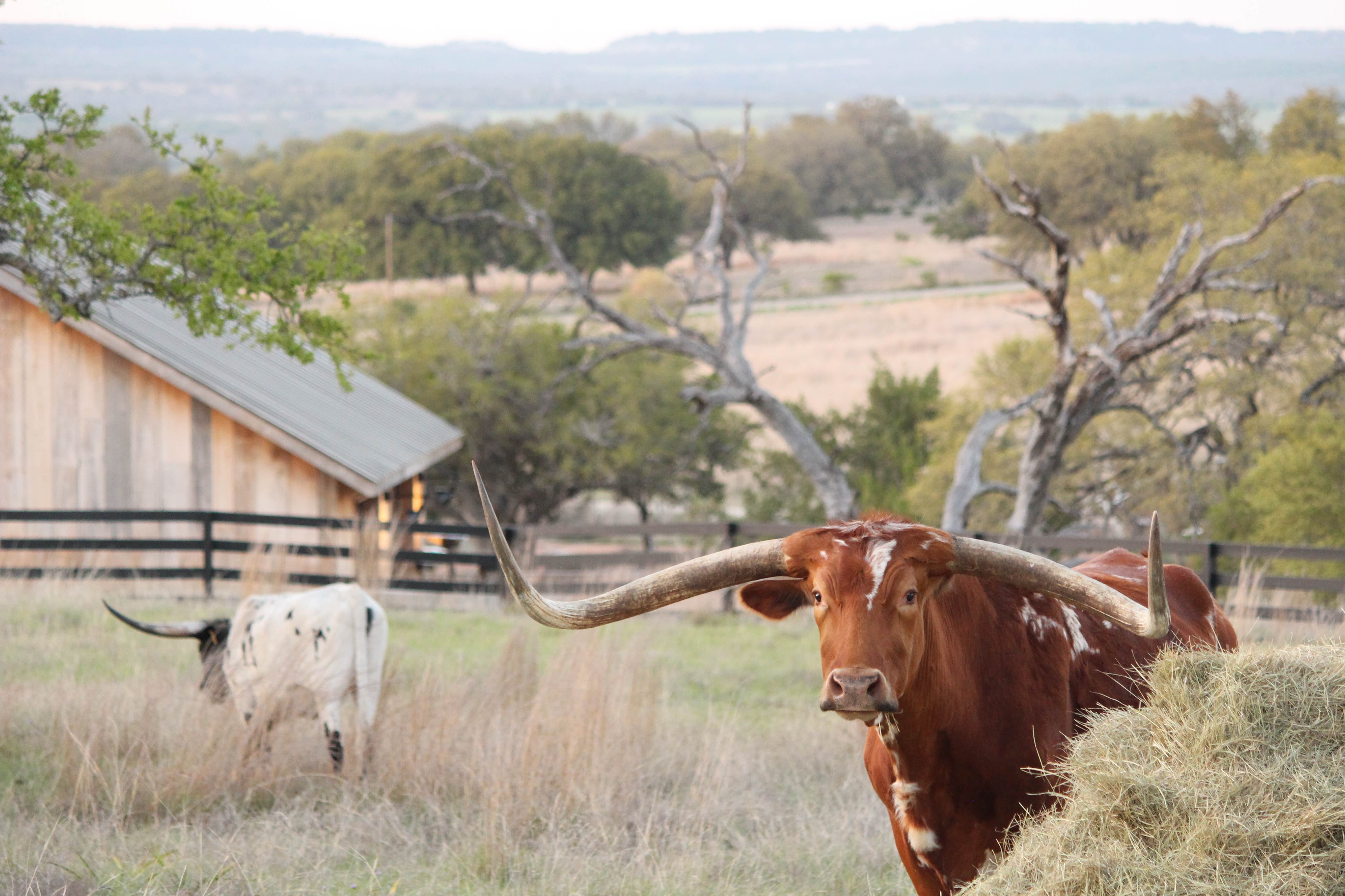 Camper submitted image from Outdoorsy Hill Country - 1