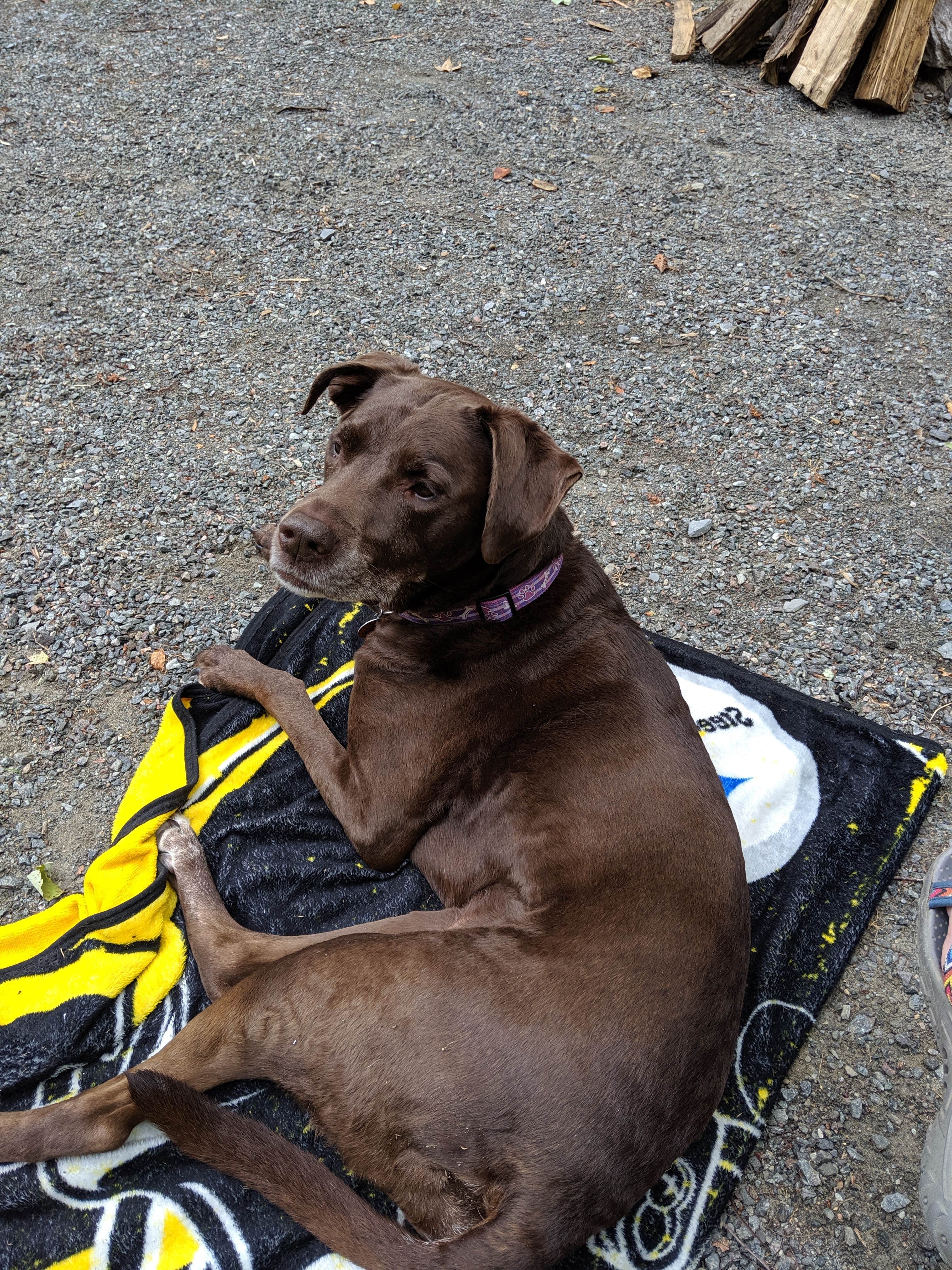 Sheri S.'s photo of camping with pets at Moose Hillock Camping Resorts near Galway, NY