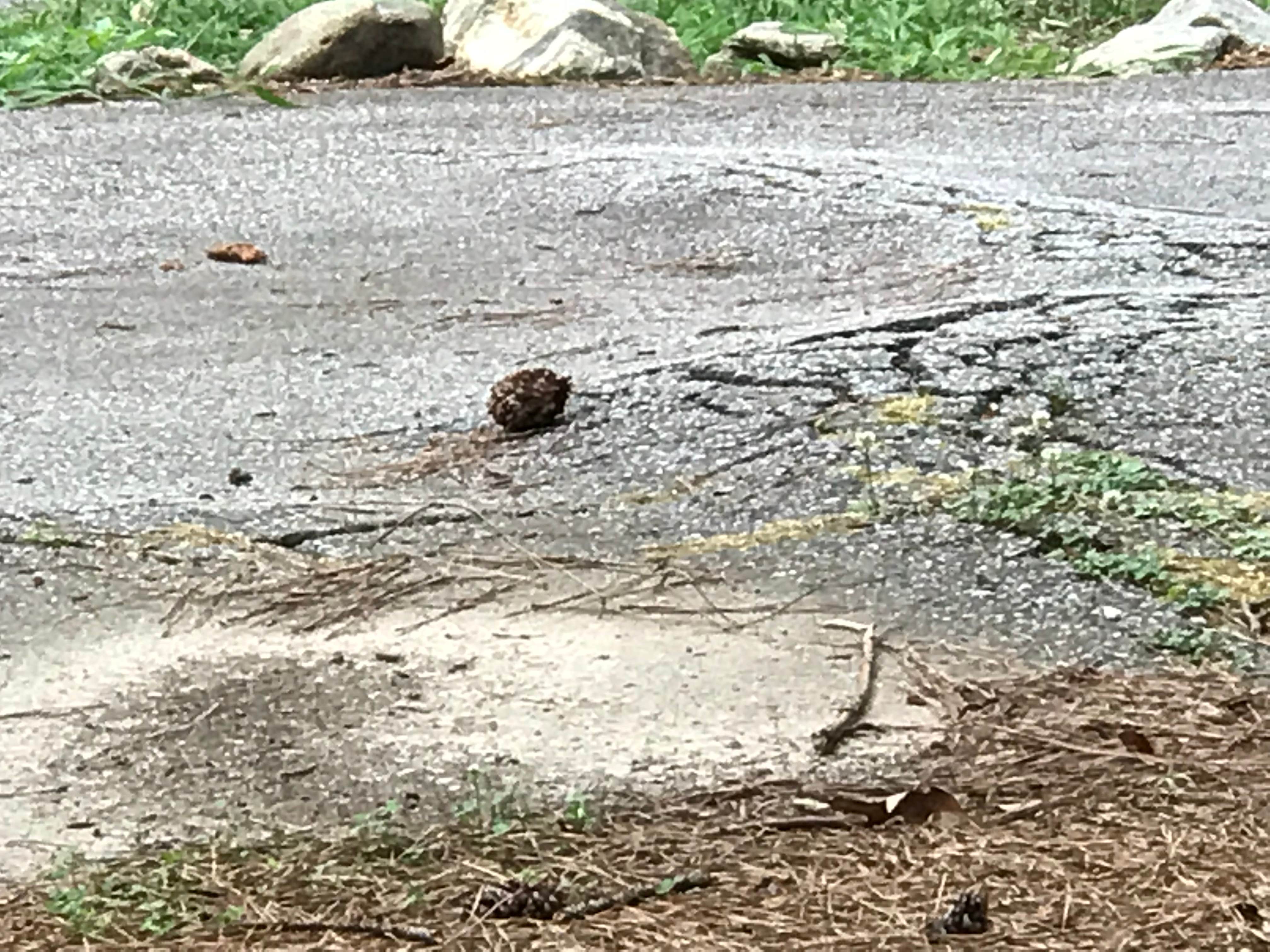 Camper-submitted photo at Paris Mountain State Park Campground near Inman, SC