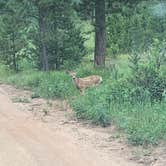 Review photo of Yellow Pine Campground (Wy) — Medicine Bow Routt N Fs & Thunder Basin Ng by Rick  W., July 22, 2019