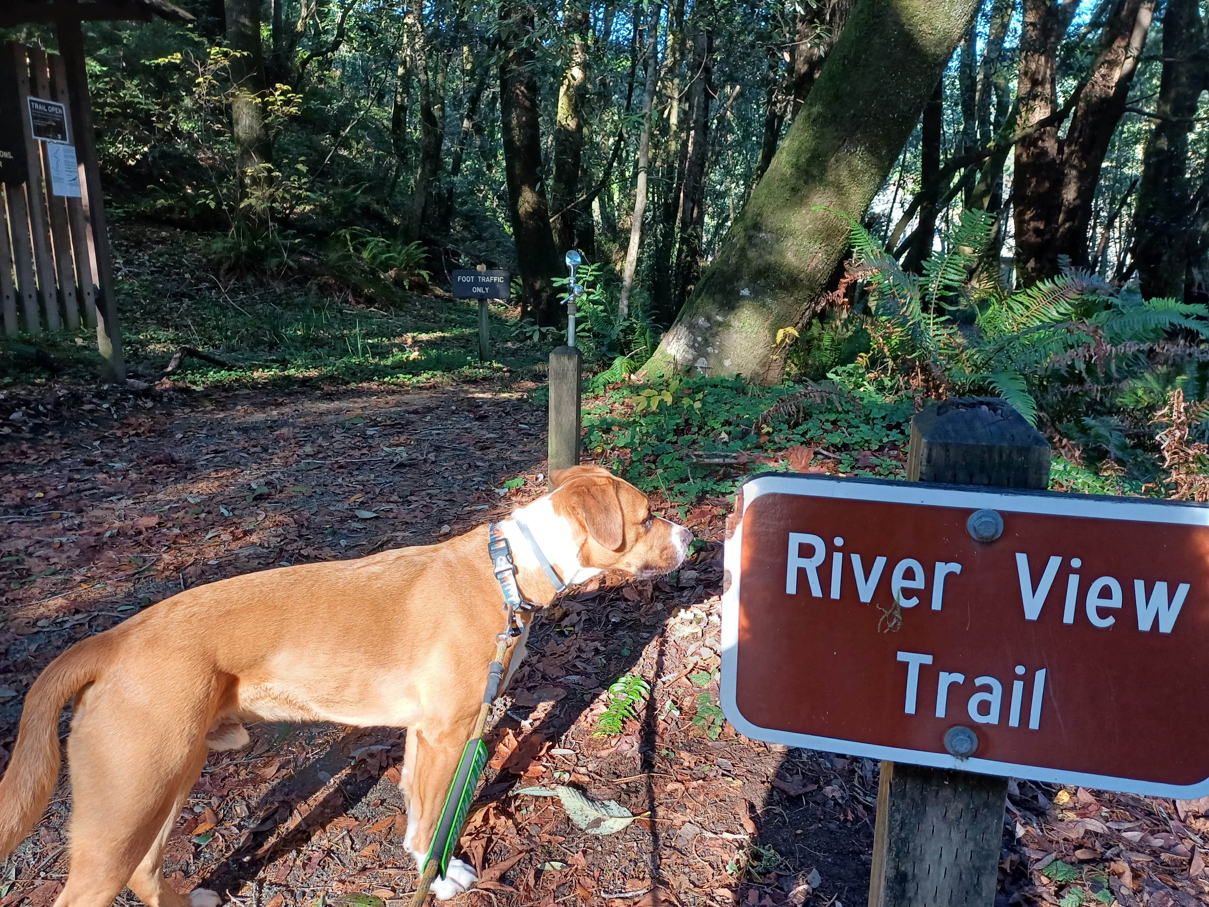 Laura M.'s photo of camping with pets at Alfred A. Loeb State Park Campground near Smith River, CA