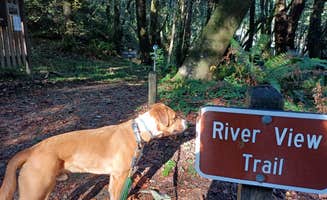 Laura M.'s photo of camping with pets at Alfred A. Loeb State Park Campground near Brookings, OR