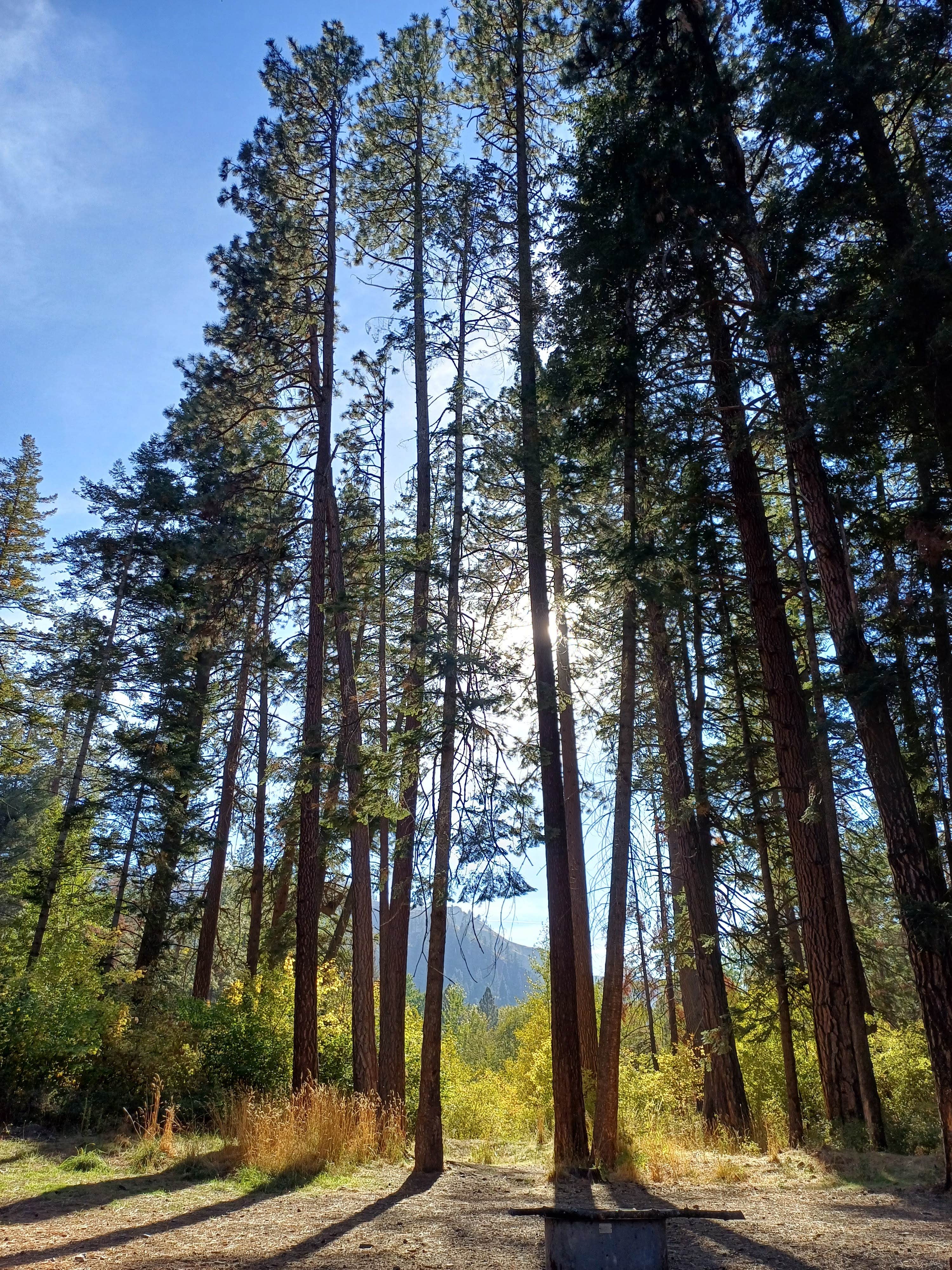 Camper submitted image from Tucannon Campground - 3