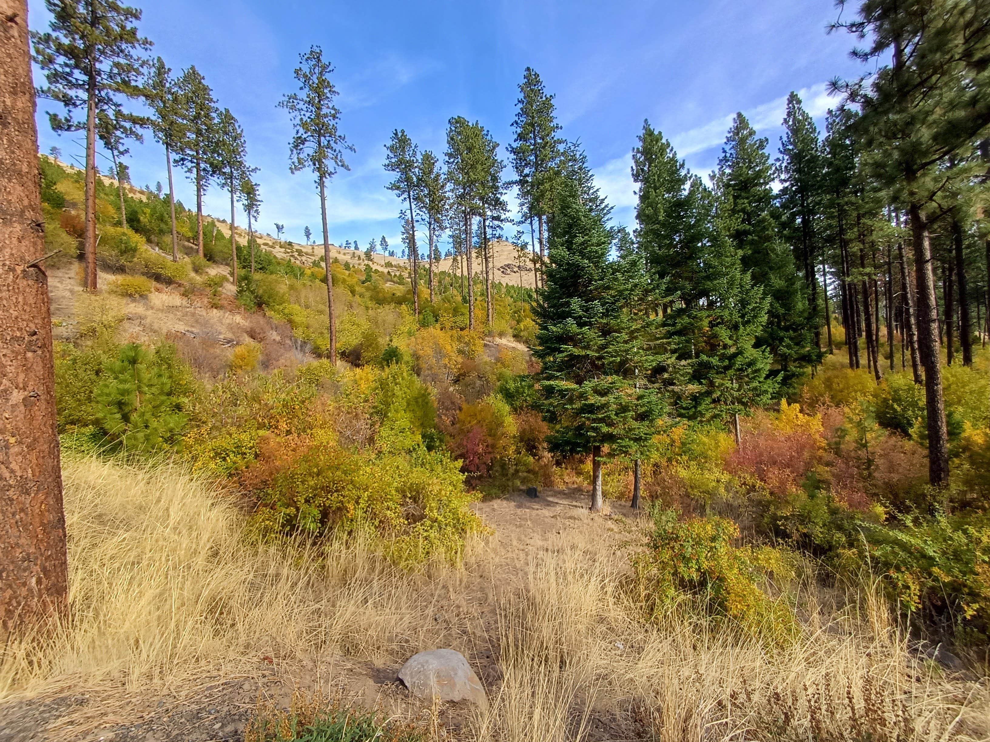 Camping near Tucannon River RV Park: W.T. Wooten Campground #8, Dayton, Washington
